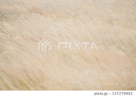 風に揺れる一面のススキ, 秋の自然風景 137279983