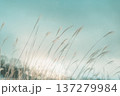 逆光に輝く金色のススキ, 秋の夕暮れの風景 137279984