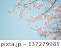 満開の桜と青空, 春の背景素材 137279985