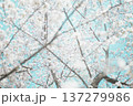 晴天に映える美しい桜の枝, おしゃれな春の景色 137279986