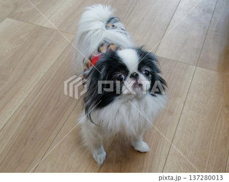 フローリングの上で飼い主を見上げる可愛い狆(Japanese Chin)の室内ポートレート フローリングの上で飼い主を見上げる可愛い狆(Japanese Chin)の室内ポートレート 137280013