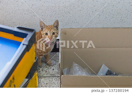 倉庫に迷い込んだ猫 137280194