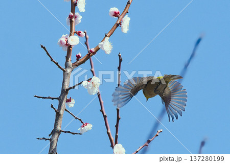 青空に映える白梅と飛び去るメジロ 137280199