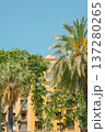 Yellow apartment building with palm tree in Barcelona, Spain 137280265