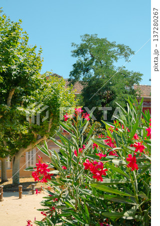 Summer of Ciutadella Park in Barcelona, Spain 137280267