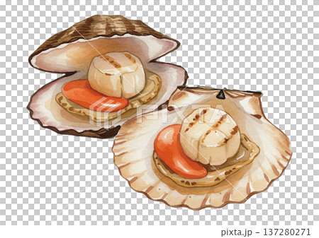 扇貝的插圖 137280271