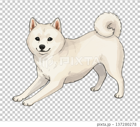 白Shiba Inu 白Shiba Inu 137280278