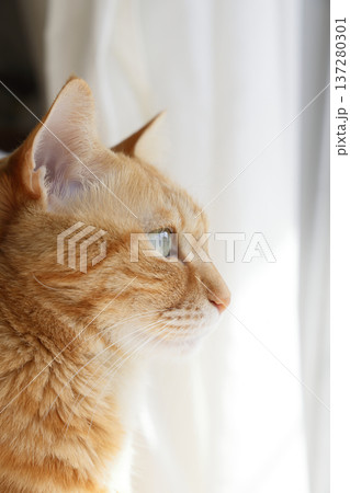 猫ちゃん親子の日常風景 137280301