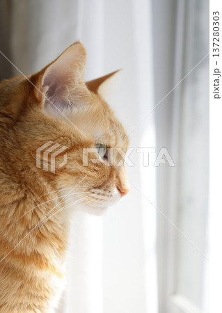 猫ちゃん親子の日常風景 猫ちゃん親子の日常風景 137280303