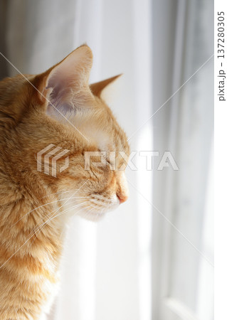 猫ちゃん親子の日常風景 137280305