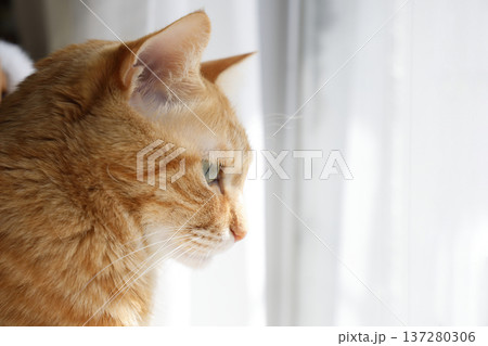 猫ちゃん親子の日常風景 137280306