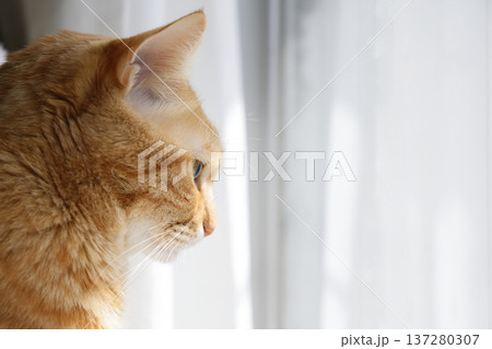 猫ちゃん親子の日常風景 137280307