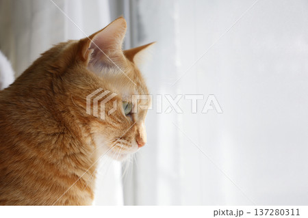 猫ちゃん親子の日常風景 137280311