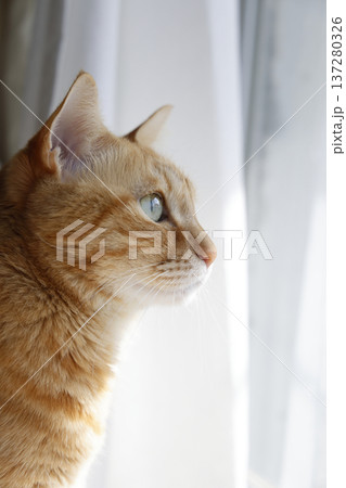 猫ちゃん親子の日常風景 猫ちゃん親子の日常風景 137280326