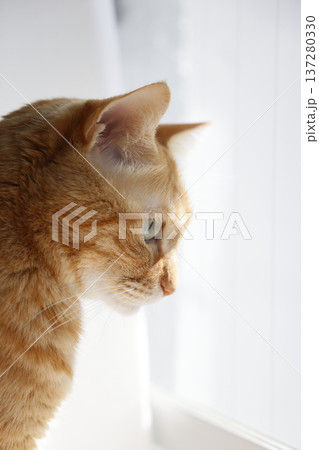 猫ちゃん親子の日常風景 137280330