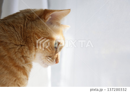 猫ちゃん親子の日常風景 137280332