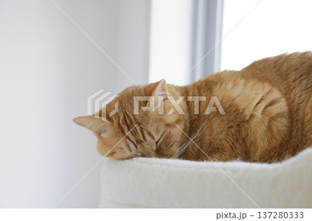 猫ちゃん親子の日常風景 猫ちゃん親子の日常風景 137280333