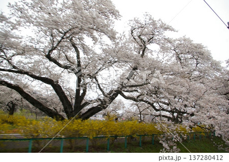花めぐり号 花めぐり号 137280412