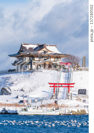 「青森県」雪景色のうみねこ繁殖地・蕪島　八戸市 137280502