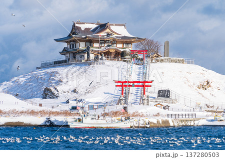 「青森県」雪景色のうみねこ繁殖地・蕪島　八戸市 137280503