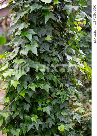 Vertical photo of ivy. Ivy, or European ivy, climbing up tree bark. Close-up photo. Vertical photo of ivy. Ivy, or European ivy, climbing up tree bark. Close-up photo. 137280650
