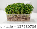 Fresh pea microgreens in a plastic container. Growing healthy greens at home. Juicy pea microgreens close-up.  137280736