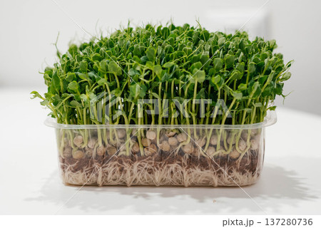 Fresh pea microgreens in a plastic container. Growing healthy greens at home. Juicy pea microgreens close-up. Fresh pea microgreens in a plastic container. Growing healthy greens at home. Juicy pea microgreens close-up. 137280736