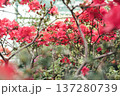 Blooming azaleas in the garden.  137280739
