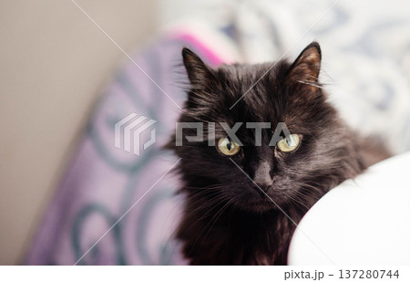 Portrait of a black cat peeking out from under a blanket during a cold snap.  137280744