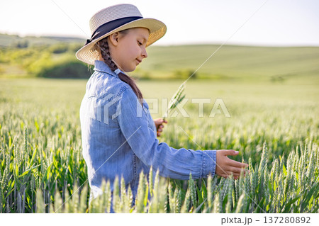 A young girl wearing a straw hat and denim shirt examines a wheat field, holding a few stalks in her hand 137280892