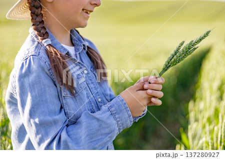 A young girl wearing a denim shirt and straw hat stands in a sunlit wheat field, holding a few green stalks of wheat in her hands 137280927