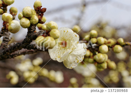 春の訪れを告げる白梅の花（マクロ撮影） 137280988