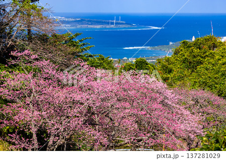 沖縄県国頭郡本部町 もとぶ八重岳桜まつりの満開の早咲き琉球寒緋桜と伊江島も見える海の景色 沖縄県国頭郡本部町 もとぶ八重岳桜まつりの満開の早咲き琉球寒緋桜と伊江島も見える海の景色 137281029
