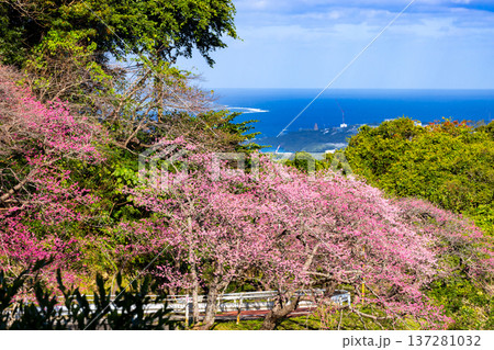 沖縄県国頭郡本部町 もとぶ八重岳桜まつりの満開の早咲き琉球寒緋桜と伊江島も見える海の景色 沖縄県国頭郡本部町 もとぶ八重岳桜まつりの満開の早咲き琉球寒緋桜と伊江島も見える海の景色 137281032
