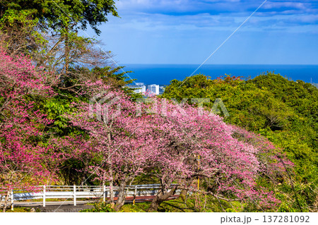 沖縄県国頭郡本部町 もとぶ八重岳桜まつりの満開の早咲き琉球寒緋桜と海を見下ろす景色 沖縄県国頭郡本部町 もとぶ八重岳桜まつりの満開の早咲き琉球寒緋桜と海を見下ろす景色 137281092