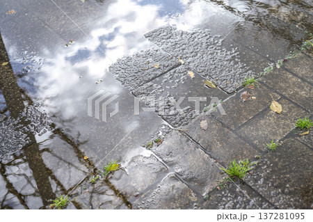 雨上がりの地面 梅雨 初夏 夏 夕立 通り雨 公園 イメージ 雨上がりの地面 梅雨 初夏 夏 夕立 通り雨 公園 イメージ 137281095