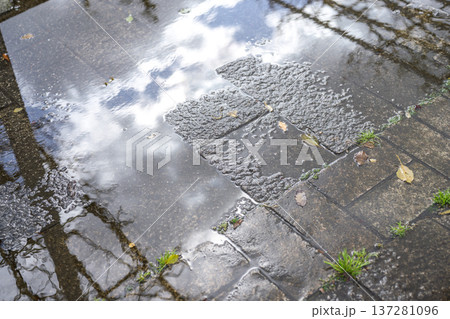 雨上がりの地面 梅雨 初夏 夏 夕立 通り雨 公園 イメージ 雨上がりの地面 梅雨 初夏 夏 夕立 通り雨 公園 イメージ 137281096