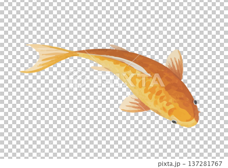 鯉魚 鯉魚 137281767