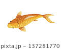 鯉 137281770