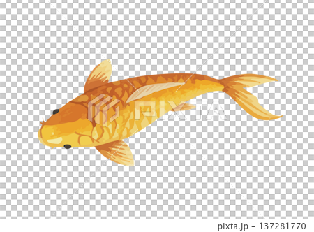 鯉魚 鯉魚 137281770