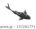 鯉 137281771