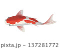 鯉 137281772