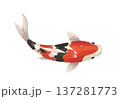 鯉 137281773