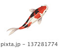 鯉 137281774