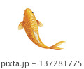 鯉 137281775