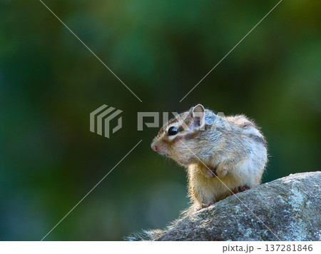 石の上で見つめるシマリス 137281846