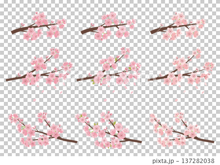 Cherry blossom branch set Cherry blossom branch set 137282038
