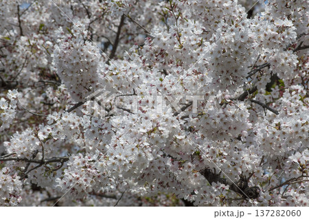 満開になった桜の花 137282060