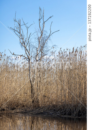 Dry dead birch tree rising from dense golden reeds Dry dead birch tree rising from dense golden reeds 137282200