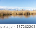 Golden reed beds line a calm wetland, their mirrored reflection on still water 137282203